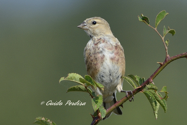 Passeriformi di collina